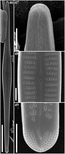 Figs 46–49. Gomphonema woltereckii, Lake Matano, Indonesia, SEM, external views. Fig. 46. Whole valve. Fig. 47. Head pole. Fig. 48. Details of valve at centre. Fig. 49. Foot pole with pore field. Scale bars: Fig. 46, 20 µm; Figs 47–49, 1 µm.