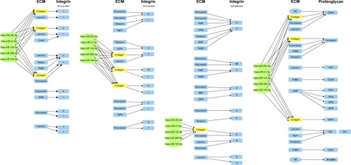 Figure 12 Extracellular matrix (ECM) receptor interaction pathway.