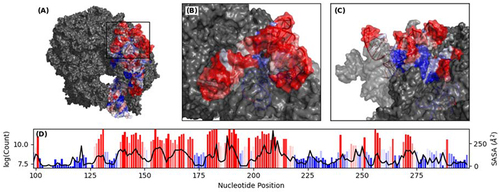 Figure 5. Surface representation of 16S rRNA. (A) Ribosome assembly extracted from PDB: 4V7T with 16S rRNA coloured based on RL-Seq signal. (B) Close up image of 16S rRNA between residues 99–299. (C) Rotated image of 16S rRNA residues 99–299. (D) Bar plot of chemical probing signal at single nucleotide resolution between residues 99–299 with SASA extracted from PDB: 4V7T overlayed as a line plot.