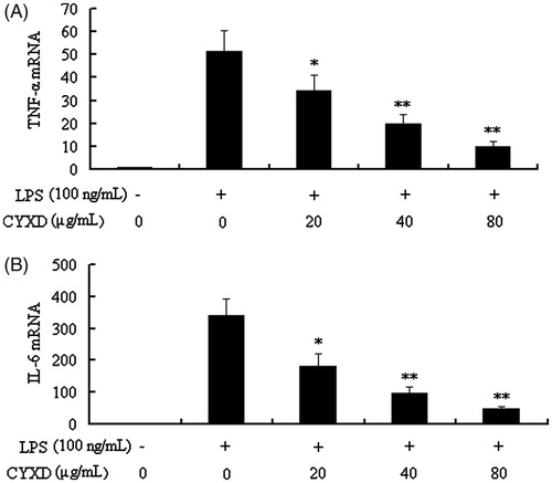 Figure 5. Effects of CYXD on TNF-α and IL-6 mRNA expressions in RAW 264.7 cells induced by LPS (100 ng/mL). TNF-α and IL-6 mRNA expressions were normalized by β-actin, and fold changes in mRNA expression are shown and expressed as mean ± SEM (n = 4). *p < 0.05 and **p < 0.01, compared with the control.