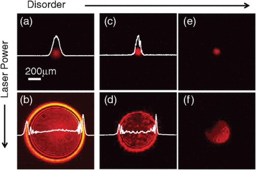 Figure 10. Transverse intensity patterns for different input power P and silica spheres concentration c: (a) P=5mW, c=0w/w, (b)P=400mW, c=0w/w, (c) P=5mW, c=0.017w/w, (d) P=400mW, c=0.017w/w, (e) P=5mW, c=0.030w/w, (f) P=400mW, c=0.030w/w. White 1D curves show the measured section of the intensity profiles vs X.Figure reprinted with permission from [Citation32]. Copyright 2012 by the American Physical Society.