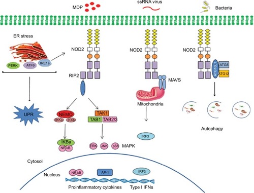 Figure 2 Signaling pathways triggered by NOD2.Abbreviations: AP-1, activator protein-1; ATF6, activating transcription factor 6; ATG, autophagy-related genes; ATG16L1, autophagy related 16 like 1; ER, endoplasmic reticulum; ERK, extracellular signal-regulated kinase; IFNs, interferons; IKB, NF-κB inhibitor; IKK, IκB kinase; IRF3, interferon response factor 3; JNK, c-Jun N-terminal kinase; MAVS, mitochondrial antiviral signaling; MDP, muramyl dipeptide; NEMO, NF-κB essential modulator; NOD, nucleotide-binding oligomerization domain; PERK, protein kinase RNA-like endoplasmic reticulum kinase; RIP2, receptor-interacting protein kinase 2; TAB, TGF-β activated kinase; TAK1, targets transforming growth factor-β-activated kinase 1; UPR, unfolded protein response.