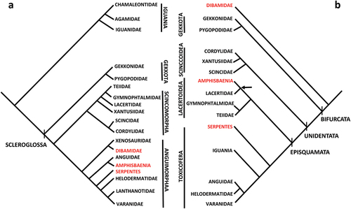 Figure 1. Comparison between a) a phylogenetic tree morphology-based (simplified from Estes et al. Citation1988) and b) a phylogenetic tree molecular-based (simplified from Vidal & Hedges, Citation2005). In red, taxa with extremely modified body as adaptation to burrowing (“Krypteia” sensu Gauthier et al. Citation2012). Arrow in b) indicates Lacertibaenia clade.