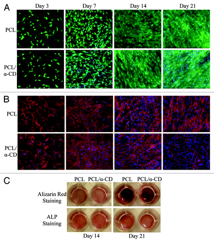 Figure 5. hADSCs cultured on either PCL or PCL-α-CD fibers are stained for (A) LIVE/DEAD® Viability/Cytotoxicity (InvitrogenTM, Life Technologies, Grand Island, NY) using calcein AM, ethidium homodimer-1 and Hoechst dye; (B) F-actin using Texas Red-X® phalloidin, and Hoechst dye; (C) alizarin red for mineralization (calcium deposition) and ALP for alkaline phosphatase activity.