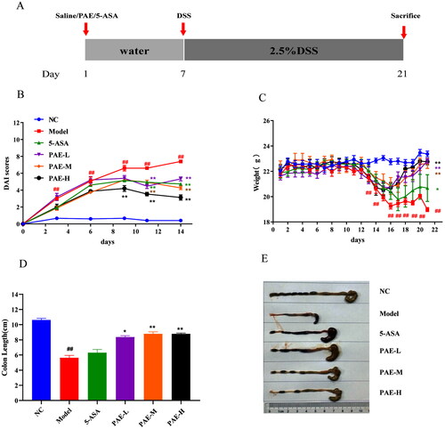 Figure 2. Role of PAE pre-treatment on the of DSS-induced UC mice. (A) Administration time. (B) DAI scores of mice in various groups. (C) Changes in body weight of mice during the experiment. (D) Photographs of mouse colons. (E) Colon length of mice. Error bars represent the mean ± SEMs (n = 10/group). ##p < 0.01, #p < 0.05 compared to the NC group; **p < 0.01, *p < 0.05 compared to the model group. PAE: P. americana extract; 5-ASA: Mesalazine, 200 mg/kg; PAE-L: 80 mg/kg, PAE-M: 160 mg/kg, PAE-H: 320 mg/kg.