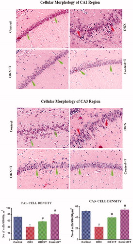 Figure 3. Image depicts H & E stained photomicrograph of CA1 (top) and CA3 (middle) subregion of the hippocampus. The green arrow shows viable cells with bright nucleus staining, and the red arrow represents the darkly stained shrunken dead cells. Magnification: 200 X. The histogram (bottom) shows the number of cells in various CA1 and CA3 subregions of the hippocampus. *p ≤ .05 versus control group, #p ≤ .05 versus ORX group. The values are expressed as no cells per cubic millimeter and represented as mean ± SEM (n = 6/Group).