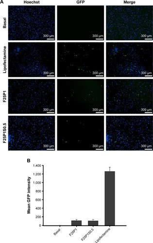 Figure 10 In vitro GFP transfection assay.Notes: Fluorescence microscopy images (GFP encoded) of CT26 cells (A), flow cytometric analysis of GFP expression in CT26 cells (B), treated with plasmid/stPEI/HSA NPs noncovalently bound to the plasmid with/without siRNA. Nuclei (blue) and GFP (green).Abbreviations: GFP, green fluorescent protein; HSA, human serum albumin; NPs, nanoparticles; stPEI, stearyl polyethylenimine.