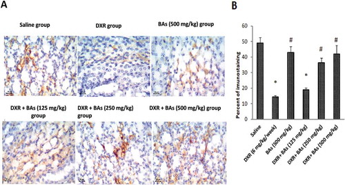 Figure 5. Effect of boswellic acids on renal immunohistochemical expression of Bcl2 in mice treated with doxorubicin. (a) Images for sections from the kidney of experimental groups stained with antibodies against Bcl2 (x). (b) Column chart for the mean percentage of stained cells in renal sections. Data are expressed as mean± SEM and its analysis was done by one-way ANOVA followed by Tukey’s post-hoc test. *Compared to saline group, #Compared to DXR group, n = 8, CI = .95% & P-value < 0.05.