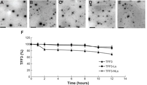 Figure 3 Electron micrographs (A–E) and stability (F) of TFF3 liposomes.Notes: (A) Blank liposomes; (B) TFF3-Ls; (C) TFF3-NLs; (D) TFF3-Cy5-Ls; (E) TFF3-Cy5-NLs. Scale bar represents 200 nm.Abbreviations: TFF3-Cy5-Ls, trefoil factor 3-cyanine 5-loaded negatively charged liposomes; TFF3-Cy5-NLs, TFF3-Cy5-loaded neutrally charged liposomes; TFF3-Ls, negatively charged liposomes loaded with TFF3; TFF3-NLs, neutrally charged liposomes loaded with TFF3.