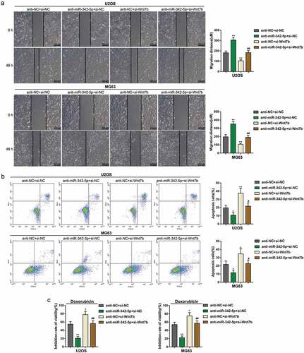 Figure 5. Dynamic effects of miR-342-5p and Wnt7b on OS cell migration, apoptosis, and sensitivity to Doxorubicin