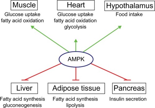 Figure 1 Roles of AMPK in the control of whole-body energy metabolism.
