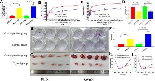 Figure 9 Overexpression of LINC00909 enhanced the resistance to the NCRT in vivo and in vitro. (A) LINC00909 expression was increased in overexpression group (P < 0.01). (B and C) CCK-8 assays revealed that significantly enhanced the resistance to the 5-FU in overexpression LINC00909 group compared with control group. (D) CCK-8 assays revealed that significantly enhanced the resistance to the 5-FU combined with 4Gy in overexpression LINC00909 group compared with control group. (E and F) Colony formation assays demonstrated significantly increased cell number in overexpression LINC00909 cell lines, compared to control cells. (G) Representative tumor images of control and overexpression LINC00909 in SW620 and DLD cells. (H and I) Tumor growth curves of SW620 and DLD xenografts from the overexpressed LINC00909 and control groups.