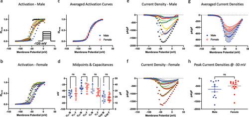 Figure 1. Activation of Nav channels in freshly isolated DRG neurons. a-b) all the GV data from each neuron. Each relationship displays normalized conductance as a function of membrane potential. c) averaged GV curves. d) distribution of individual midpoints on the left axis, and capacitances on the right axis. e-f) Current densities for each sex. g) averaged current densities. h) peak current densities measured at −30 mV.