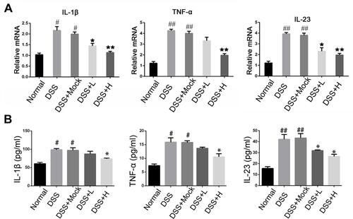 Figure 4 Levels of inflammatory cytokines in acute IBD models. (A) The mRNA expression of IL-1β, TNF-α, and IL-23 of colon mucosa were measured by qRT-PCR. (B) The concentration of IL-1β, TNF-α, and IL-23in the serum of mice were measured by ELISA.*P<0.05, **P < 0.01vs DSS+Mock group; #P < 0.05, ##P < 0.01vs Normal group; n = 8 in each group.