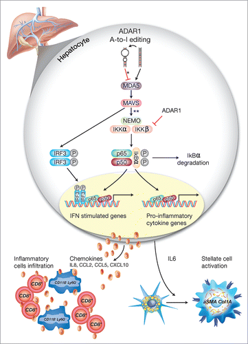 Figure 8. A schematic model of the regulatory role of ADAR1 in liver homeostasis. Under homeostatic conditions, ADAR1 catalyzes the promiscuous A-to-I editing of duplex-forming repetitive elements within mRNAs to reduce their potential to serve as ligands for the cytosolic dsRNA sensor, MDA5 (* refer to Citation33). In addition, as we now show, ADAR1 interacts with IKKβ to regulate the activity of the canonical NFκB pathway. Thus, lack of ADAR1 in hepatocyte induces aberrant signaling downstream of MDA5 leading to MAVS-dependent activation of IRF3 and NFκB transcriptional activity (** refer to. Citation13,16,18). Low ADAR1 levels are strongly associated with enhanced degradation of IκBα and the nuclear translocation of p65/p50 dimers to induce IL6 transcription. Moreover, the reciprocal activation/nuclear translocation of IRF3 promotes transcription of type-I interferons and multiple ISGs. This aberrant synergistic activation of the NFκB and type-I interferons pathways in hepatocytes, upon ADAR1 depletion, results in IL6-dependent paracrine activation of stellate cells to display a fibrogenic phenotype (Col1A+/aSMA+) alongside the recruitment of CD8+ cytotoxic lymphocytes and CD11B+ Ly6G+ granulocytes, further mediating multifocal liver damage and fibrosis.