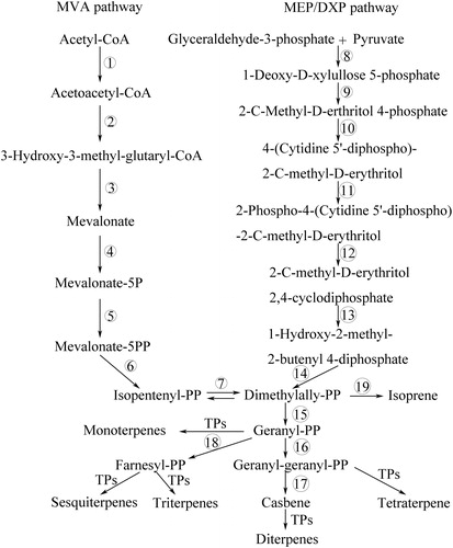 Figure 5. Terpenoid backbone and diterpene biosynthesis pathways. Terpenoid backbone (isopentenyl diphosphate) is synthesized from two distinct pathways, methylerythritol phosphate (MEP/DXP) pathway and mevalonate (MVA) pathway. The enzymes participating in each step of these pathways are listed in Table 2.