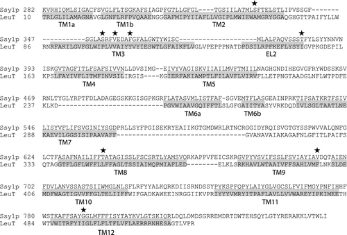 Figure 3.  Amino acid sequence alignment of S. cerevisiae Ssy1p and A. aeolicus LeuTAa. The sequences were aligned using the FFAS03 algorithm Citation[28]. Transmembrane α-helices (TM1 through TM12) and an extracellular α-helix (EL2) of LeuTAa are highlighted in grey. Positions of single amino acid substitutions in Ssy1p that result in constitutive signaling are indicated by stars: F333S, S351T, V354L, F358L, T382K, V694F and G790V; substitution T639I, causing hypo-responsiveness, is also indicated by a star.