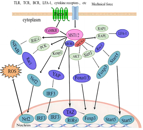 Figure 2 Non-Canonical Hippo pathways.