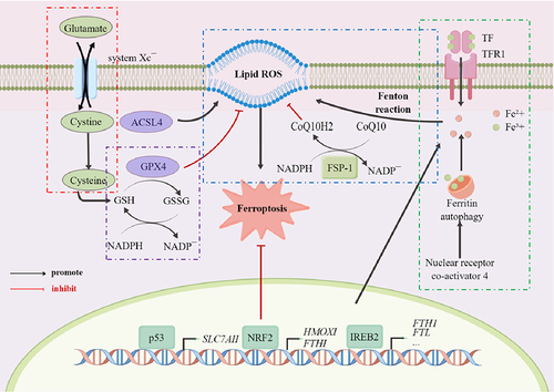 Figure 1 Schematic illustration of the main mechanisms of ferroptosis.