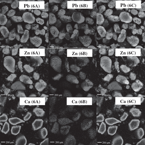 Figure 6 Confocal laser scanning microscope (CLSM) micrographs of exterior yolk for protein distribution (6A), lipid distribution (6B) and combined image of protein and lipid (6C) of pidan with different treatments after aging (week 6). Pb: 0.2% PbO2; Zn: 0.2% ZnCl2; Ca: 0.2% CaCl2. Magnification: 200X (zoom X2.5).