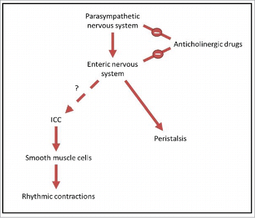 FIGURE 2. A diagrammatic representation of the relationship between neurons, ICC and motor patterns. The parasympathetic nervous system, a subgroup of the autonomic nervous system, provides input to the enteric nervous system, promoting digestion and defecation.Citation24,25 The enteric nervous system is known to control peristalsis.Citation11 However, the link between the enteric nervous system and ICC is debated, and this relationship is what we aim to test in this study. ICC transmit pacemaker activity to smooth muscle cells, causing slow wave changes in membrane potential.Citation13-16 This then drives rhythmic contractions of smooth muscle cells, and it is these contractions which we observe in the organ bath. Anticholinergic drugs are known to have negative input to both the parasympathetic nervous system and the enteric nervous system, by blocking cholinergic neurotransmission.Citation47,48 By treating the intestine with these drugs and measuring the rhythmic contractions driven by ICC, we examine whether there is a link between enteric neurons and ICC.
