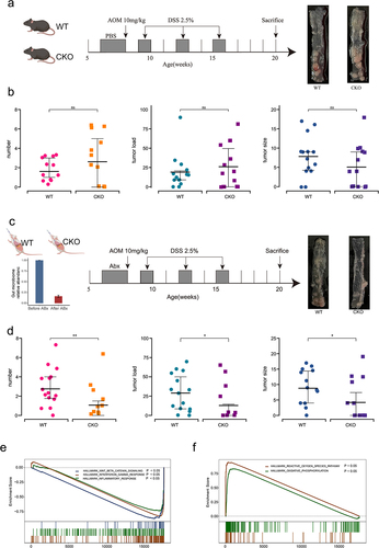 Figure 7. Interplay of Duox2 with gut microbiota and contributed to colorectal tumorigenesis susceptibility.