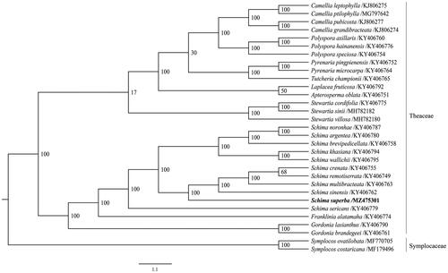 Figure 1. Maximum likelihood phylogenetic tree of 29 species of Theaceae and 2 species from Symplocaceae as outgroup based on complete plastome sequences. Number on the right of nodes showed the bootstrap value.