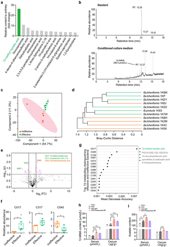 Figure 6. Metabolomic analysis identifies 12-methylmyristic acid (12-MMA) as a key active metabolite of Bl. producta. (a) the top 13 metabolites that are markedly enriched in Bl. producta. (b) Mass spectrums of 12-MMA detected in the conditioned culture medium of Bl. producta. RT: retention time. (c-d) PLS-DA analysis (Partial least squares Discriminant Analysis) and Clustering analysis of the metabolomics data of 11 strains including 10 Bacilli licheniformis strains and one Bl. producta (labeled as 1K83 for metabolomics analysis). (e) Volcano plot of metabolites of effective and ineffective groups. p: p value, FC: fold change. 3 metabolite(s) with the absolute value of FC >2 and p value < 0.05 were selected. (f) the abundance of 3 key metabolites in effective/ineffective stains identified from volcano plot. (g) Random forest analysis showing the top 15 metabolites that contribute to the discrimination of effective/ineffective stains. n = 6 for effective strains, n = 5 for ineffective strains. (h,i) Cecal and serum levels of 12-MMA (h) and acetate (i) in mice treated with live or pasteurized Bl. producta.*P < .05, **P < .01, ***P < .001. Effective group indicates strains with lipid-decreasing effect and ineffective group comprises lipid-increasing strains.
