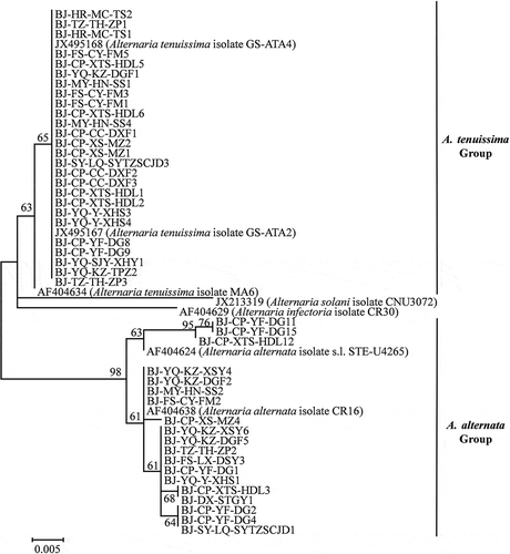 Fig. 2 Phylogenetic tree based on the histone 3 gene of 45 Alternaria isolates used in the pathogenicity tests in this study and seven reference sequences retrieved from GenBank using the Maximum likelihood method (ML). Bootstrap values (1000 replicates) greater than 60% are shown for major lineages within the tree. The marker denotes a measurement of relative phylogenetic distance. Alternaria solani isolate CNU3072 (GenBank no. JX213319) and Alternaria infectoria isolate CR30 (GenBank no. AF404629) were used as outgroups.