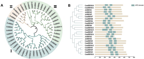 Figure 1. Phylogenetic analyses of soybean BBM gene subfamily members and prediction of BBM protein structure. (A) Phylogenetic analysis of Glycine max, Arabidopsis thaliana, Zea mays, Oryza sativa and Phaseolus vulgaris (phylogenetic tree analysis by maximum likelihood method using MEGA software); (B) Domain analysis of soybean and Arabidopsis BBM proteins, soybean and Arabidopsis BBM protein length and AP2 domain information were derived from the Phytozome database and plotted using IBS 2.0 and PowerPoint 2016. The predicted AP2 domain (PF00847) is depicted as a teal square.