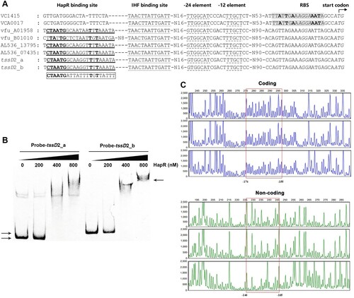 Figure 6. HapR directly binds to the promoter regions of VflT6SS2 orphan cluster. (A) Characteristics of the promoters of hcp homologs in different Vibrio species. The nucleotide sequences of hcp promoter regions in V. cholerae (VC1415, VCA0017), V. furnissii (vfuA_01958, vfuB_01010), V. ﬂuvialis 33809 (AL536_13795, AL536_07435), and 85003 (tssD2_a, tssD2_b) were compared. The ribosome binding site (RBS) and ATG start codon were shown in italics. Dashed underlined sequences show σ54 (−12/−24 element) consensus ones. Dotted underlined show IHF binding sites characterized previously [Citation24]. The shaded nucleotides represent the Motif 1 HapR binding site identified in hcp promoters in V. cholerae [Citation41]. The predicted Motif 2 binding sites were underlined. The boxed sequence at the left bottom shows the experimentally confirmed HapR binding site in V. cholerae hapR (VC0583) promoter [Citation40]. (B) HapR binding to promoter regions of VflT6SS2 orphan cluster. EMSA was performed as described in the “Materials and Methods.” The biotin-labelled probe (20 ng) of tssD2_a or tssD2_b promoter regions was incubated with increasing amounts of purified HapR protein. The left arrows denoted the free probes, whereas the right arrow pointed to the HapR-bound probe. (C) DNase I footprinting assay of HapR binding to the promoter region of tssD2_a. As described in the “Materials and Methods,” increasing amounts of purified HapR protein was incubated with FAM/HEX-labelled fragments of tssD2_a promoter region, and then the fragments were digested with the optimized RQ1 RNase-Free DNase I (Promega, United States), and the resulting DNA fragments of different lengths were analysed. The protected regions were boxed and their binding positions were marked. The negative numbers indicate the nucleotide positions relative to the translation start site (+1) of tssD2_a gene.