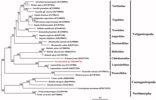 Figure 1. Phylogenetic location of Pseudorimula sp. in the Vetigastropoda based on the maximum likelihood (ML) tree using the concatenated amino acid (AA) sequences of 13 PCGs of 29 species. ML bootstrap value is indicated at each node. Taxon groups are shown by vertical lines. Caenogastropoda and Neritimorpha species serve as the outgroup.
