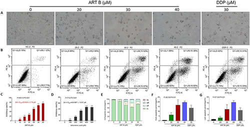 Figure 5 Efficacy of ART B on H1299 cell viability and pro-apoptotic effects. (A) Morphological observations of H1299 cells with different doses of ART B (0, 20, 30, and 40 μM) or DDP (30 μM) treatment for 24 h. (B) Apoptosis analysis with annexin V-FITC/PI staining by flow cytometry in H1299 cells with ART B (0, 20, 30, and 40 μM) or DDP (30 μM) treatment for 24 h, displaying the apoptosis rates at early and late-stage. (C) Viability of H1299 induced by ART B (0, 10, 16, 22, 28, 34, and 40 μM) for 24 h. (D) Viability of H1299 induced by artemisinic acid (0, 100, 200, 300, 400, 500 μM) for 24 h. (E) The statistical analyses of the apoptotic rate. LL: FITC-Annexin V and PI negative; LR: FITC-Annexin V positive; UR: FITC-Annexin V and PI positive; UL: PI positive. (F) Early apoptosis of ART B on H1299 cells treated with ART B (0, 20, 30, and 40 μM) or DDP (30 μM). (G) Late apoptosis of ART B on H1299 cells treated with ART B (0, 20, 30, and 40 μM) or DDP (30 μM). Data are presented as mean ± SD (n = 3), **P < 0.01 vs control group. Scale bar: 50 μm.