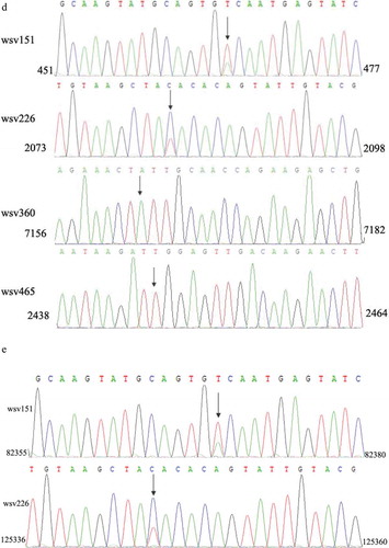 Figure 1. (Continued).