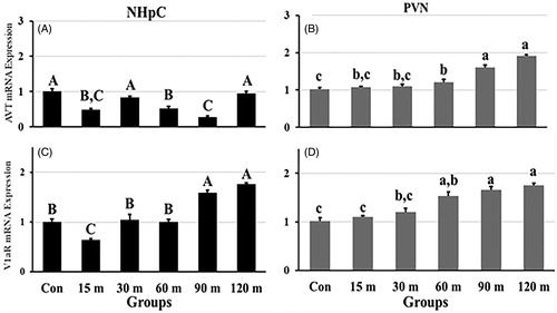 Figure 4. Fold changes in the relative gene expression of AVT (A) and its major receptor, V1aR (C), in the NHpC, and AVT (B) and V1aR (D) in the PVN during immobilization stress were found using 2−ΔΔCt method after normalization with GAPDH or β-actin. Means ± SEM were determined for each gene. Significant differences (p < 0.05) among groups were specified by different letters above each bar.