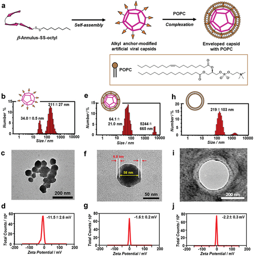 Figure 2. (a) Schematic illustration of the construction of the enveloped artificial viral capsid via hydrophobic interaction. (b–j) size distributions obtained from DLS (b, e, h), TEM images (c, f, i), and ζ-potential (d, g, j) of the alkyl anchor-modified artificial viral capsid (b–d; 50 μM β-annulus–SS-octyl peptide), enveloped artificial viral capsid (e-g; 50 μM β-annulus–SS-octyl peptide, 5 mM POPC), and liposome (h–j; 5 mM POPC) in a 10 mM Tris-HCl buffer (pH 7.4, 5% DMSO) at 25°C. The TEM samples were stained with an EM stainer.