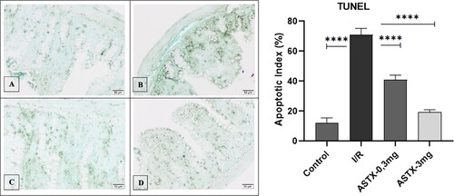 Figure 5. Histological appearance and statistical graph of intestinal tissue as a result of TUNEL staining (A. Control group, B. I/R group, C. 0.3 mg Astaxanthin group, D. 3 mg Astaxanthin group) (All groups were compared with I/R group and Displayed as p < 0.0001 ★★★★.).
