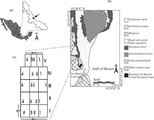 Figure 1.  (a) Location of the La Mancha study site in Veracruz State, Mexico. (b) The study site and surrounding vegetation types. (c) Stratified sampling design in the freshwater marsh. Roman numerals indicate plots. Arabic numbers indicate sampling quadrats.