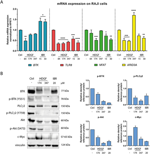 Figure 5 Impact of the tested compounds on the expression of selected genes (A) and proteins (B) associated with the BTK signaling pathway in RAJI cells. The statistical significances were calculated using one- or two-way ANOVA with Dunnett’s post hoc test: *p < 0.05, **p < 0.01, ***p < 0.001, ****p < 0.0001 compared with the untreated cells (control).