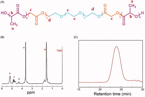 Figure 1. Characterization of PLGA–PEG–PLGA triblock copolymer. (A) The structure of PLGA-PEG-PLGA triblock copolymer. (B) The 1H NMR spectrum of PLGA–PEG–PLGA triblock copolymer in CDCl3. (C) GPC spectra of PLGA–PEG–PLGA triblock copolymer.