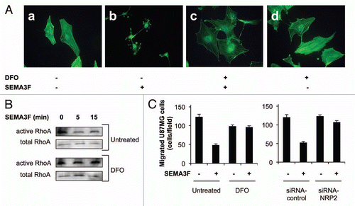 Figure 3 Repression of NRP2 in tumor cells by hypoxia inhibits SEMA3F biological activity. (A) Confocal microscopy images of U87MG cells either left untreated (a) or treated with SE MA3F (b), DFO and SE MA3F (c) or DFO alone (d). F-actin and nuclei were visualized using Alexa Fluor 488 phalloidin (green) and Hoescht (blue), respectively. (B) U87MG cells, either left untreated (top) or treated with DFO for 24 h (bottom), were given SEMA3F for 0–15 min. GTP-bound RhoA (active RhoA) and total RhoA levels in lysates were analyzed. (C) Transwell cell migration of U87MG cells either left untreated or treated with DFO for 24 h (left) and U87MG cells transfected with control or NRP2 siRNAs for 72 h (right). SE MA3F was added to the lower wells.