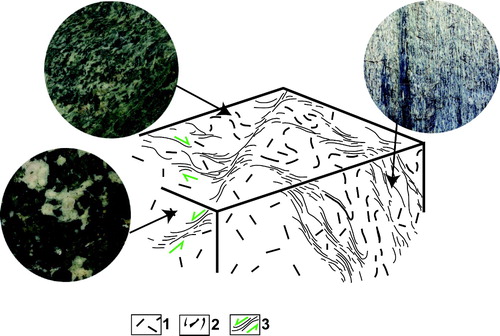 Figure 3. Schematic block diagram showing strain partitioning, generating mylonitic, tectonitic, and coronitic textures, as a consequence of deformation of a homogeneous massive rock volume. The close up shows the corresponding textures of the Sassa gabbro. Legend: 1 = coronite, 2 = tectonite, 3 = mylonite. Redrawn after CitationLardeaux and Spalla (1990).