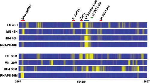 Figure 2. A comparison of the location of nucleosomes in SV40 chromatin from minichromosomes isolated 30 minutes and 48 hours post-infection using FS-Seq, ChIP-Seq, and MN-Seq