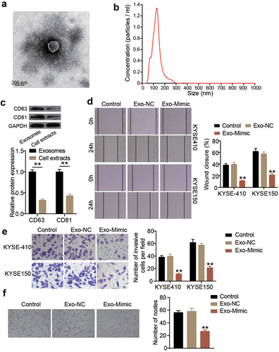 Figure 3. Exosomes-derived miR-154-5p attenuates ESCC progression. (a) The morphological observation of exosomes under TEM at 50,000 × magnification. (b) Nanoparticle tracking analysis of exosomes. (c) The protein expression of exosome markers (CD63 and CD81) was measured by Western blotting. **p < 0.001. (d) The change of cell migration in co-culture of exosomes and ESCC cells was detected by wound healing assay. (e) The change of cell invasion in co-culture of exosomes and ESCC cells was detected by transwell assay. (f) The change of angiogenesis in co-culture of exosomes and ESCC cells was detected by tube formation assay. (d–f) **p < 0.001 vs control. Control, blank control. Exo, exosomes. NC, negative control. Mimic, miR-154-5p mimic.