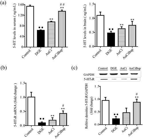 Figure 4. Effects of AuCi and AuCiBup on 5-HT levels and 5-HT4R expression in mice. 5-HT concentrations in serum (a, left) and brain (a, right) was determined with ELISA. The relative mRNA expression of 5-HT4R in the antrum and duodenum was assayed with RT-PCR (b) and western blot (c). GAPDH was used as the internal reference gene. Values are mean ± SD. ••p< 0.01 vs. control mice; **p< 0.01 vs. DGE group; #p< 0.05, ##p< 0.01 vs. AuCi-treated group.