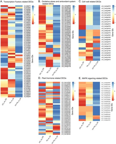 Figure 9. Heatmap visualization of DEGs in the three comparison groups (UV vs. CK, TN vs. CK, UV+TN vs. CK) associated with (A) transcription factors, (B) oxidative stress and antioxidant system, (C) cell wall biosynthesis, (D) hormone regulation and (E) MAPK signaling. A decrease and an increase in transcript abundance relative to control samples were shown in red and blue signals, respectively.