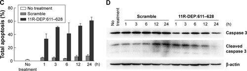 Figure 4 The 11R-DEP:611–628 peptide induces apoptosis of A549 cells. A549 cells were treated with 5 μM 11R-DEP:611–628 peptide or scramble peptide for the indicated time. (A) Cell morphological changes of A549 cells after peptide treatment were monitored with contrast phase microscope. The pictures showed that cells appeared abnormal and began to shrink within 1 h after treatment with the 11R-DEP:611–628 peptide, and the changes were time dependent. Scale bar 100 μm. (B, C) Compared with that of the scramble group, apoptosis levels of cells treated with the 11R-DEP:611–628 peptide were increased significantly. Representative data of flow cytometry are shown in panel B, and results of quantitative analysis of flow cytometry are shown in panel C. The difference between the 11R-DEP:611–628 and scramble groups was compared by paired t-test. Value of P=0.0006. (D) Western blot results showed that caspase 3 levels were decreased in cells treated with the 11R-DEP:611–628 peptide; meanwhile, cleaved caspase 3 levels were increased, indicating enhanced apoptosis.