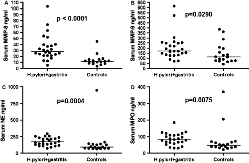 Figure 1.  Serum levels of neutrophilic degranulation markers matrix metalloproteinase (MMP)-8 (A), MMP-9 (B), neutrophil elastase (NE) (C), and myeloperoxidase (MPO) (D) of 26 Helicobacter pylori gastritis patients and 18 H. pylori-negative controls with normal gastric mucosa. Data of two groups compared by the Mann-Whitney test. The horizontal line indicates median.