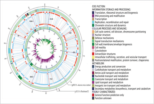Figure 3. Genome map of the plasmid pXO1 from Pasteur II. The order of the 5 rings from the inside is as follows: GCskew of the plasmid, genome structure and genes location of pXO1-Ames Ancestor, genes location and genome structure of Pasteur II. Orange on the genes location ring represents the genes on the sense chain of DNA and blue represents genes on the antisense chain. On the GCskew ring, purple indicates the value of GCskew as plus, green as minus; the black line indicates InDel. I is insertion, D is deletion, and the number that follows is the inserted or deleted nucleotide number. The genes with different functions as categorized by COG are labeled with different colors on the ring of genes location and illustrated on right side.