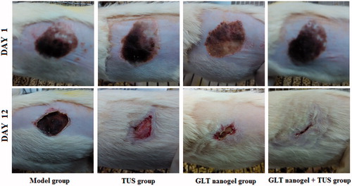 Figure 5. Representative photographs of wounds in rats.